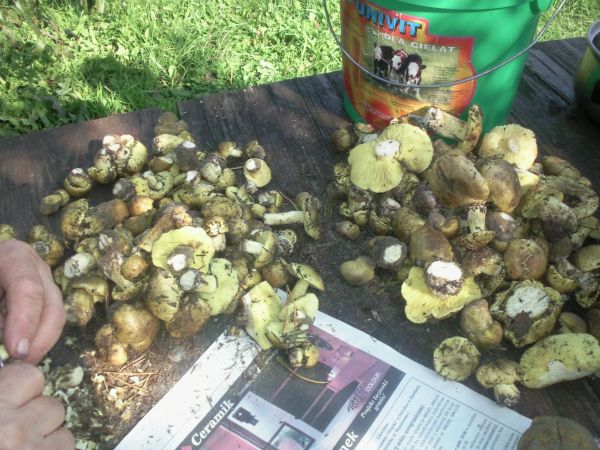 Zbiór zielonek,nieduży ale dobre i to:)