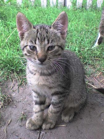 Takich kotów jak tu nigdzie nie znajdziecie!