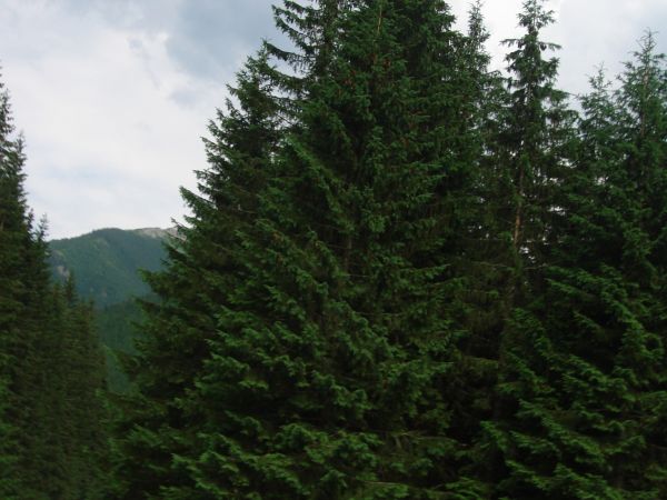 Dolina Chochołowska, Kościelisko