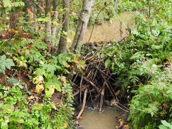bobrowa grobla - my to znamy ale i zawsze podziwiamy - ten kunszt, tą sztukę wznoszenia budowli wodnych. Od strony jeziorka jakieś pół metra pod wodą są wejścia
