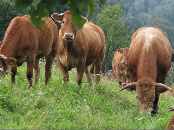 Okolice Lądka Zdroju - sympatyczne krówki we wsi  Lutynia.