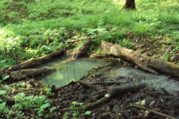 tu była - i jest - studnia głębinowa, ocembrowana, jej głębokość mierzona była tyczką leżącą - tu n/z - powyżej źródła, tyczka ponad 3 m dna nie sięgała - a to