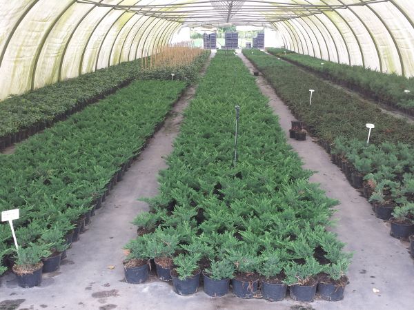 MAZURSKA SZKOLKA ROSLIN OZDOBNYCH W SADUNACH