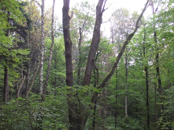 to są uroczyska ! - tam "się nie pchać" - tam sarenka czy dziczek / warchlak - niech sobie będzie, bo parę kroków zrobić można a później "ani mech nie pomoże" -