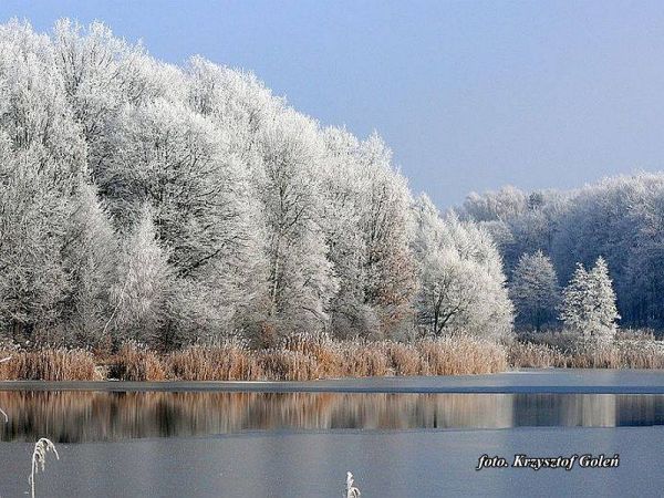 Poniatowa duży staw - foto Krzysztof Goleń
