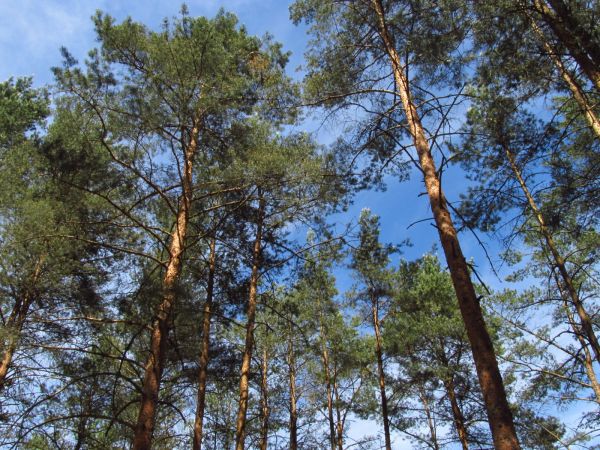 Na działkach w Borsku