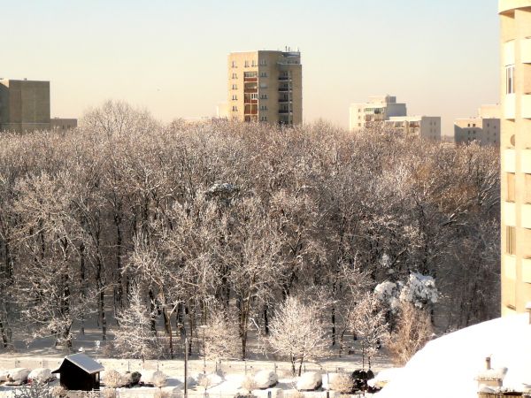 NATOLIN - LASEK BRZOZOWY