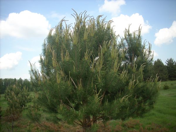 zdjecie Piłatowszczyzna