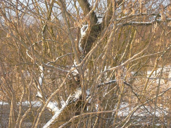 zdjecie Wola Wężykowa