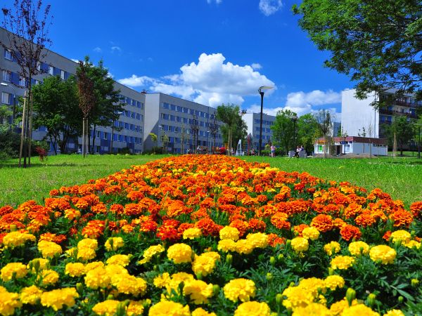 zdjecie Wodzisław Śląski