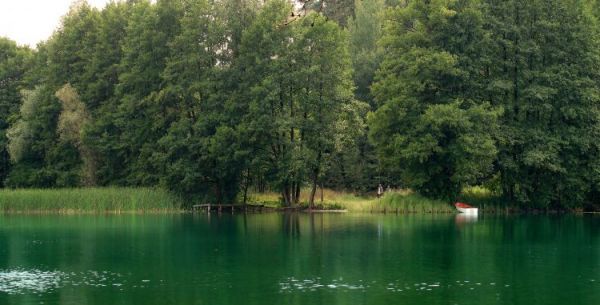 Brzeg zachodni jeziora tymawskiego, za drzewami polana