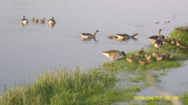 Osieczna - dzikie gęsi z młodymi