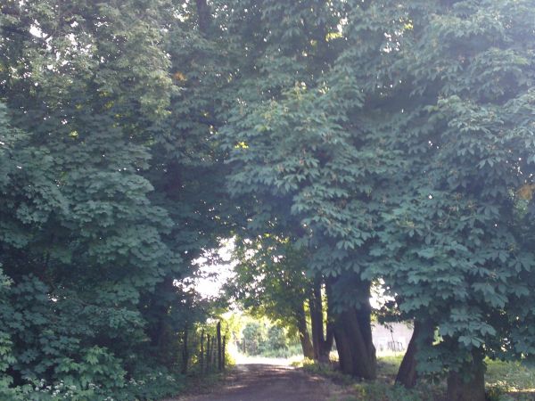 Zdjęcia Gutowo Wielkie