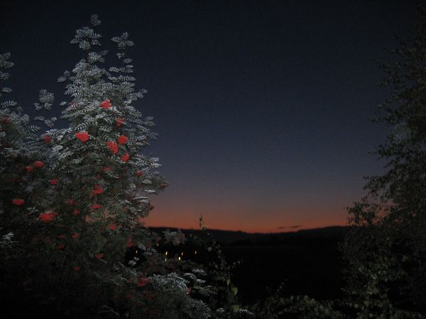 Wschó słońca jarzębina widok z mojego okna