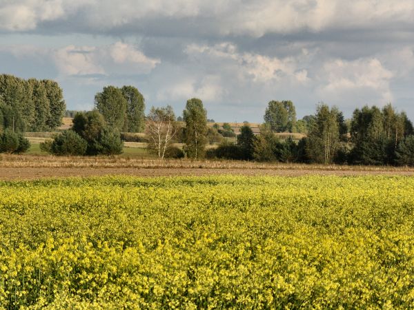 zdjecie Tyniewicze Duże