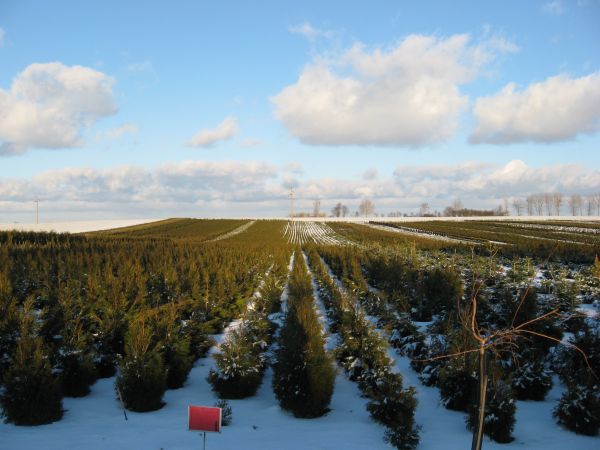 MAZURSKA SZKOLKA ROSLIN OZDOBNYCH W SADUNACH
