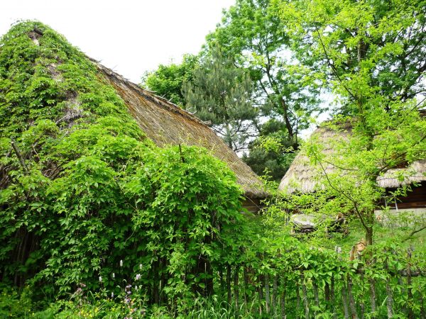 Stara , zabytkowa zagroda chłopska z XIX wieku , we wsi Guciów na Lubelszczyźnie. Obecnie muzeum wsi.