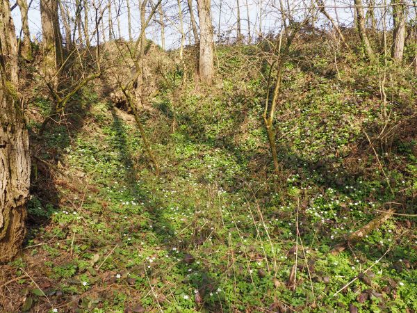 kulochwyt strzelnicy - starej, nieczynnej, tu dokonywano rozstrzeliwań podczas II w.św., pokrywa go kobierzec kwiecia geofitów, tu - zawilca gajowego.