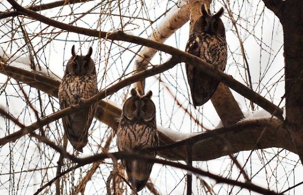 Busko-Zdrój, sowie trio w parku uzdrowiskowym.