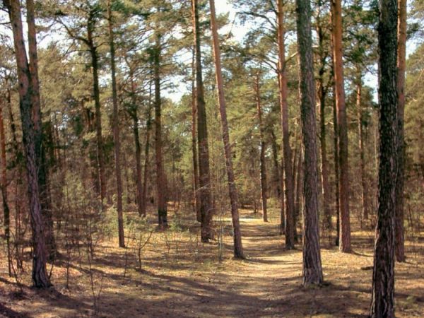 zdjecie Rudnik nad Sanem
