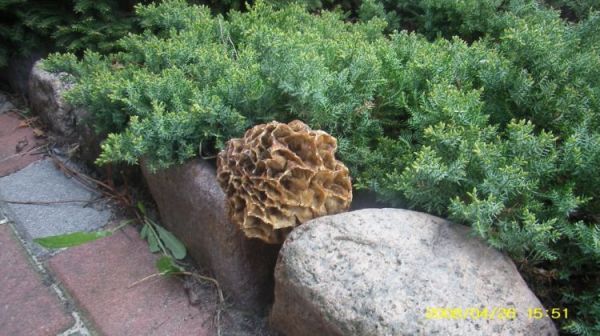 Osieczna - wiosenny grzyb - smardz