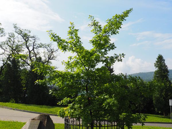 dąb posadzony przez leśników w 9-tą rocznicę wizyty papieża JP II.