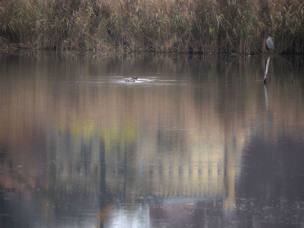 Waplewo Wielkie. Staw dworski - listopad 2014.