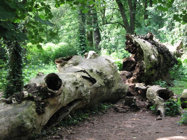 Ogrod zamkowy w Kurniku