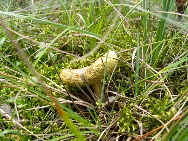 Grzybek w letnim słońcu