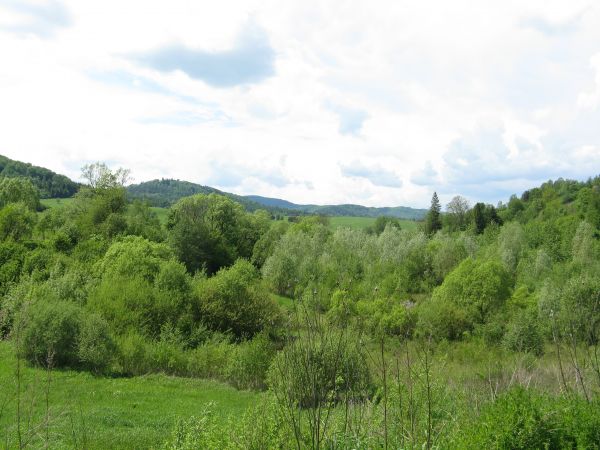 "porośnięte olchą pola dawnych wsi..." - to z tekstu przeboju Grupy KSU pt. "Bieszczady" - polecam ! płyta może do zdobycia na Festiwalu Muzyki Łemkowskiej "Nad