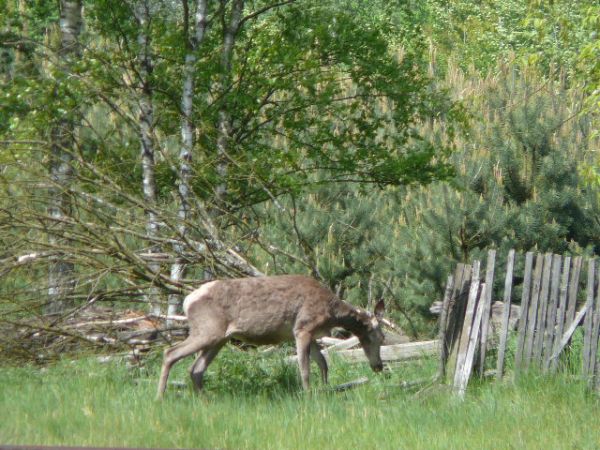 Oswoiły się zwierzaki