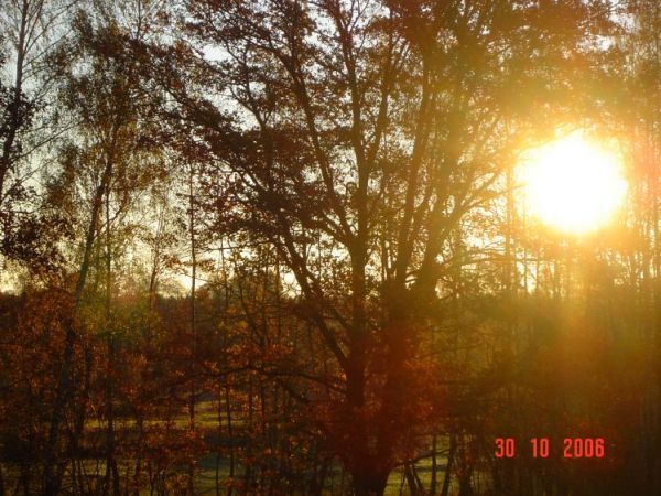 Sokołowo Włościańskie - zarośla n. Narwią jesienią