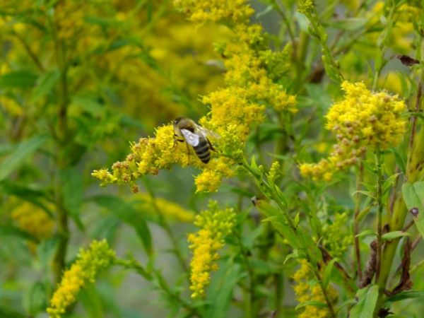 Nawłoć kanadyjska. Roślina miododajna