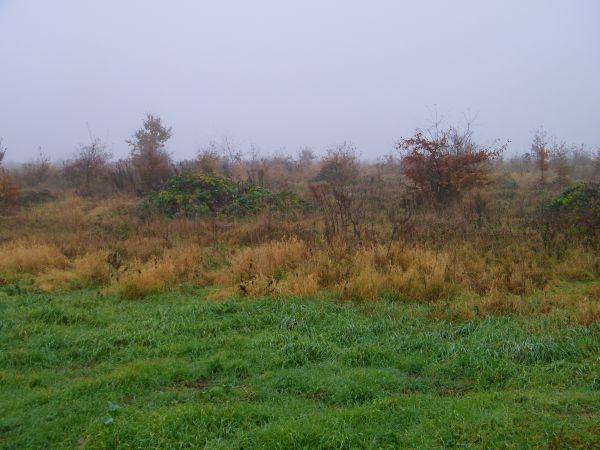 jako że z sadów już tylko tyle zostało lub nic może to lepiej problem ze sprzedażą jest do dziś owoców widać mało Polska społeczność spożywa gruszek jabłek i in