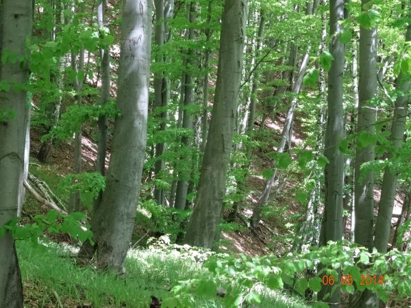 zbocze g. Kopacz - 536m npm - w stronę na jeziorka osuwiskowe, będą po prawej, dalej - cmentarzysko kurhanowe, ciałopalne, następnie grodzisko "Horodna" i zejśc