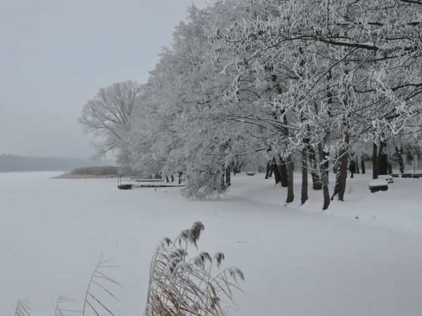 Wolsztyn - jezioro Wolsztyńskie w okolicach Muzeum Marcina Rożka, zima 2010 roku.