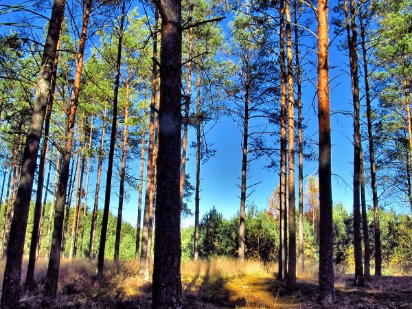 Las w kompleksie agroturystyki