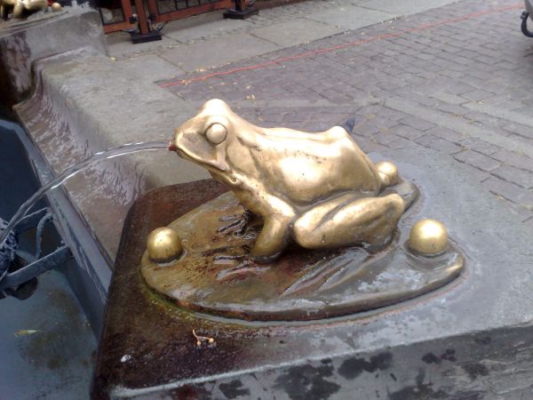 Żaba z fontanny Flisaka.