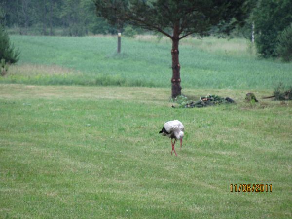 Codzienny gosc na porannym spacerku.
