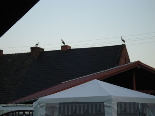 Bociany na dachu