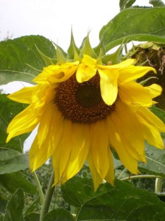 Na tej ziemii- wrzesniowe slonce