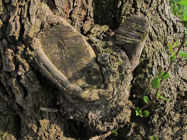 Zdjęcia makro nad brzegiem kanału rzeki Wdy przy plaży gminnej