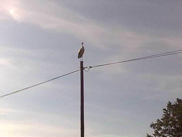 zdjecie Surmaczówka