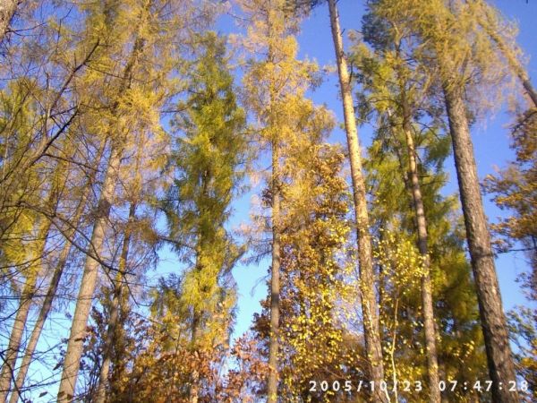 Ten las ma swoj urok !