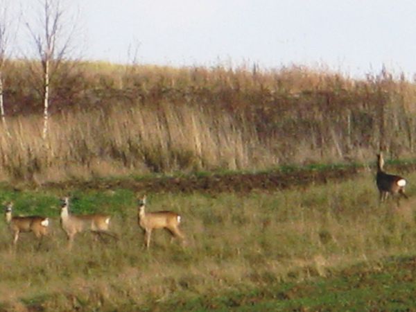 zalesione wzgórze Patryja - 541m npm - może być ostoją - koczowiskiem dla stada saren, lisów też w okolicy sporo - no i która ładniejsza ?  przy takim pozowaniu