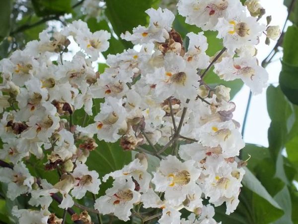 Katalpa. Drzewo miododajne.  Ozierany Małe.