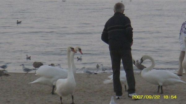Łabędzie na plaży