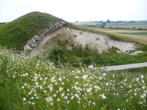 Międzygórze...unikatowe trawy i kwiaty.