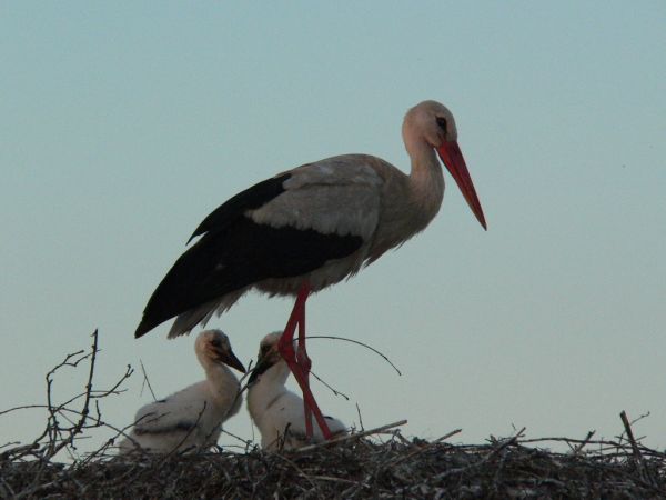 Kraina bocianów. Duża ilość gniazd.