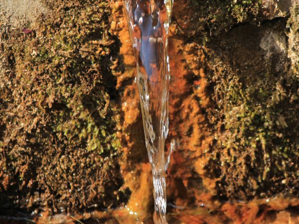 Łopienno, żródełko.